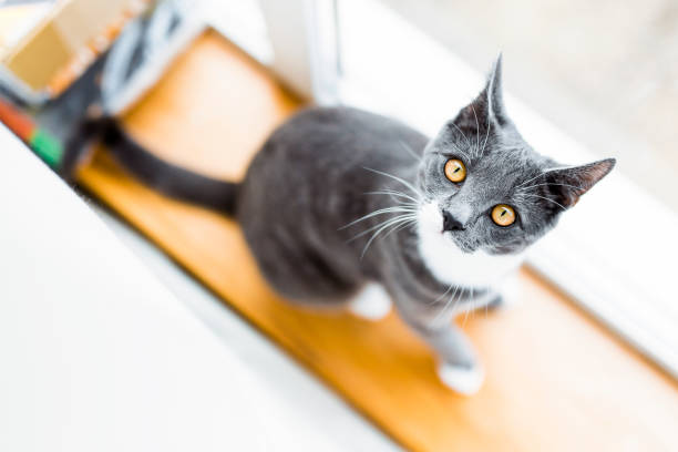 istock Close up of Grey Cat looking at Camera 900780756