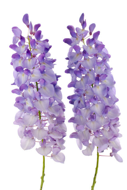istock Wisteria flowers 900783338