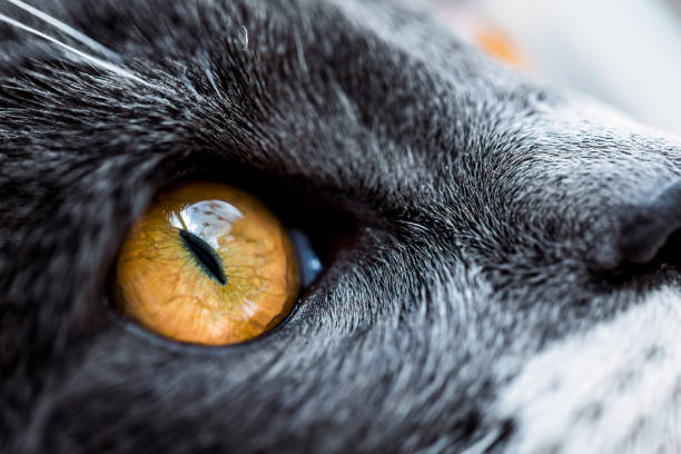istock Close up of Grey Cat looking out the window 900784172