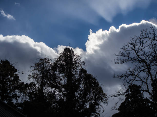 istock blur image - trees on blue sky with cloud in sunny day 900787590