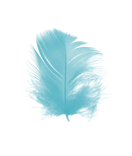 istock feather color turquoise emerald green on white background 900788170