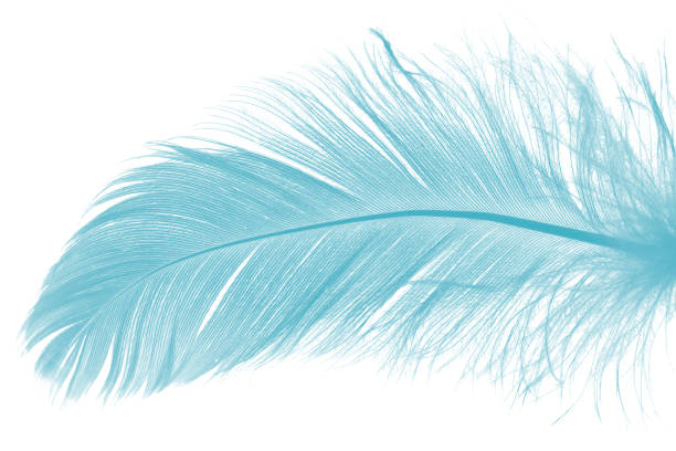 istock feather color turquoise emerald green on white background 900788200