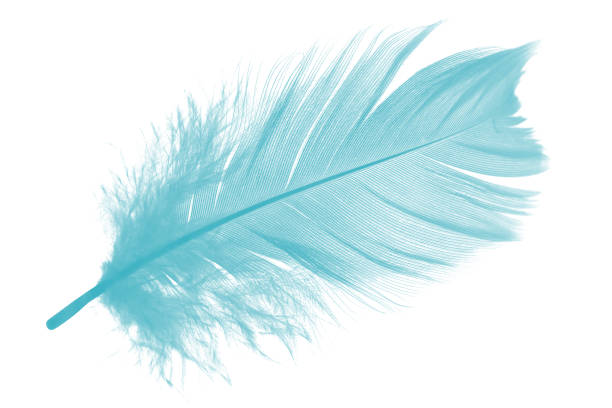 istock feather color turquoise emerald green on white background 900788228