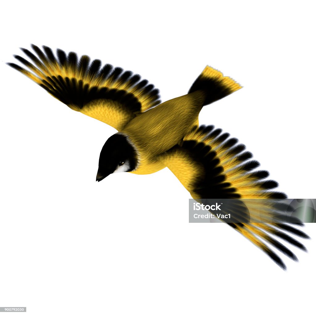 3D digital render flying bird on white 3D digital render of a flying songbird goldfinch isolated on white background Bird Stock Photo