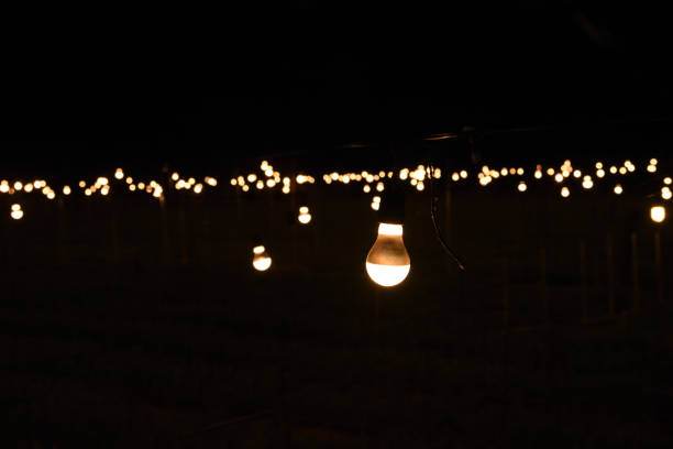 istock Light of the Densho-giku 900792796