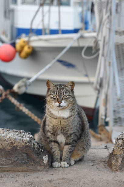 istock A cat in a fishing port. 900792962