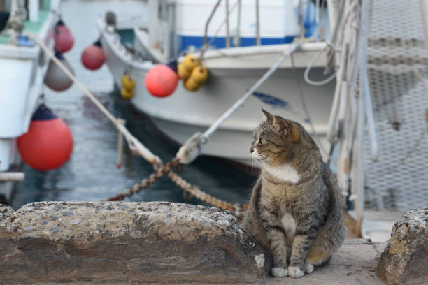 istock A cat in a fishing port. 900793022