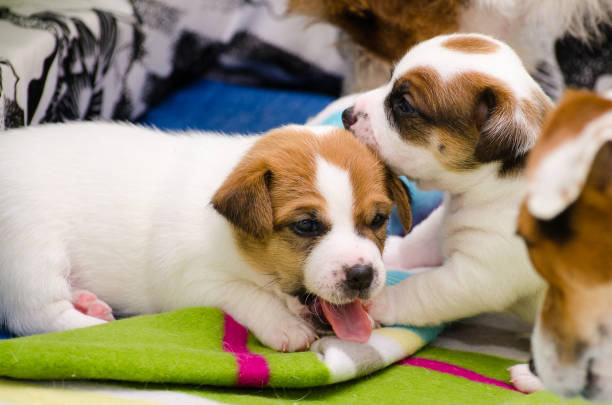 Small newborn white jack russell terrier dogs are playing on a colorful blanket stock photo