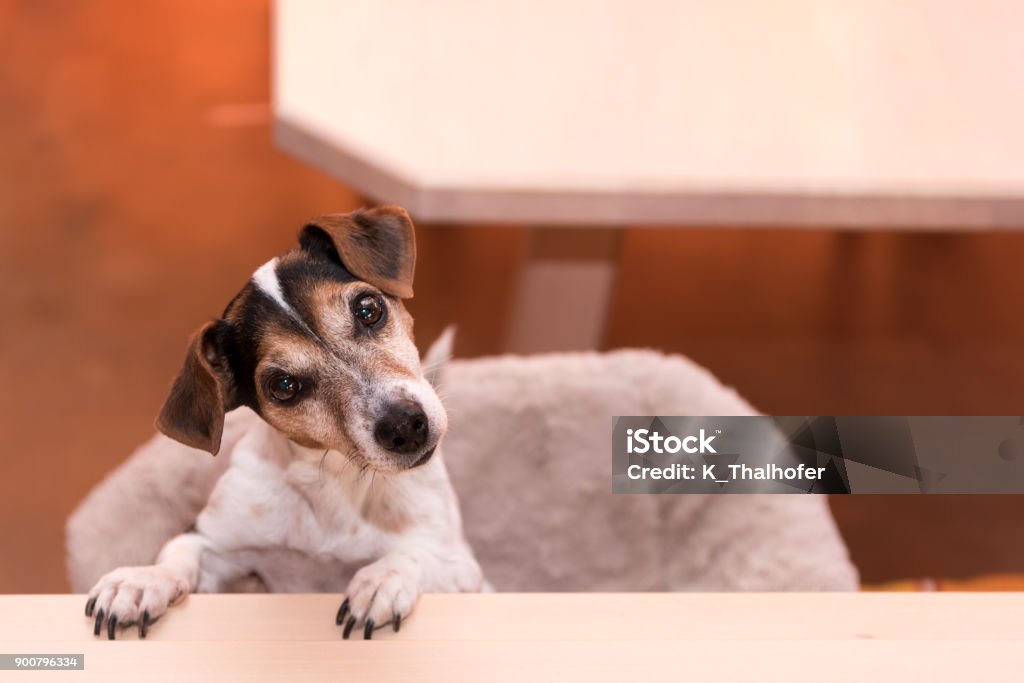 cute little naughty fricolor Jack Russell Terrier dog is standing on his hind legs - hair style smooth Dog Stock Photo