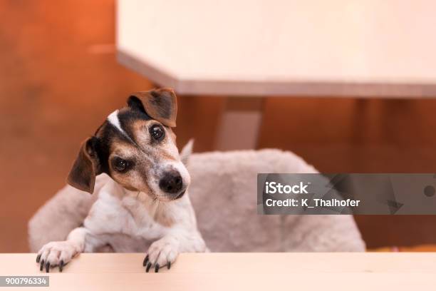 Cute Little Naughty Fricolor Jack Russell Terrier Dog Is Standing On His Hind Legs Hair Style Smooth Stock Photo - Download Image Now