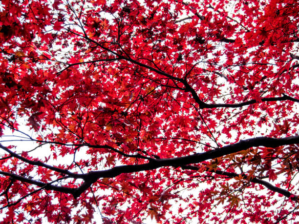 istock red maple leaves on the maple tree in the autumn 900796874