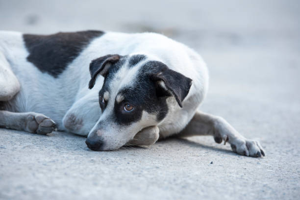 istock Thai Stray dog on the road 900797292