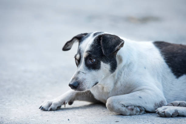 istock Thai Stray dog on the road 900797304