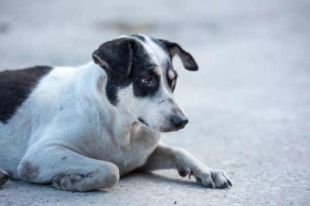 istock Thai Stray dog on the road 900797316