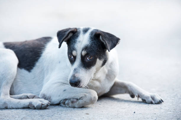 istock Thai Stray dog on the road 900797348