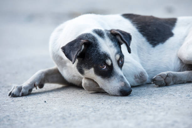 istock Thai Stray dog on the road 900797370
