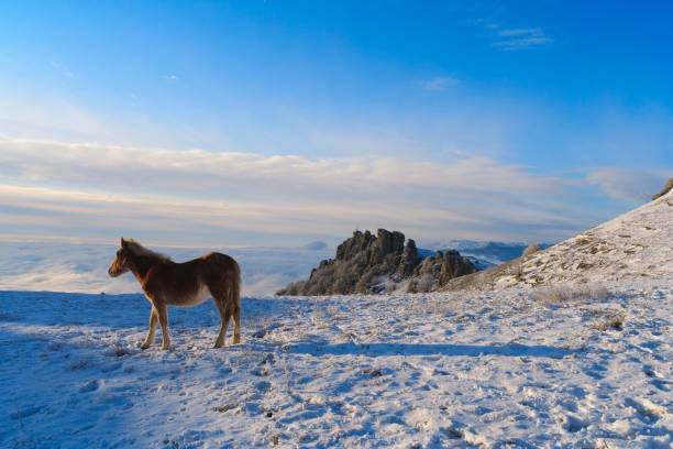 Horses in the mountains are looking for food under the snow.