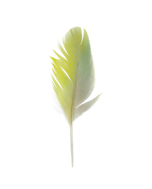 istock Beautiful light green feather isolated on white background 900801624