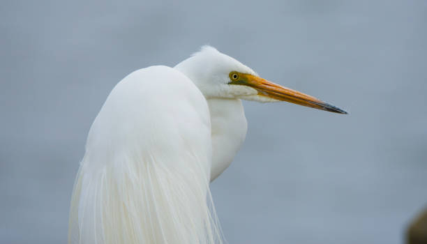 istock South Australia Goolwa Wild Life 900803996