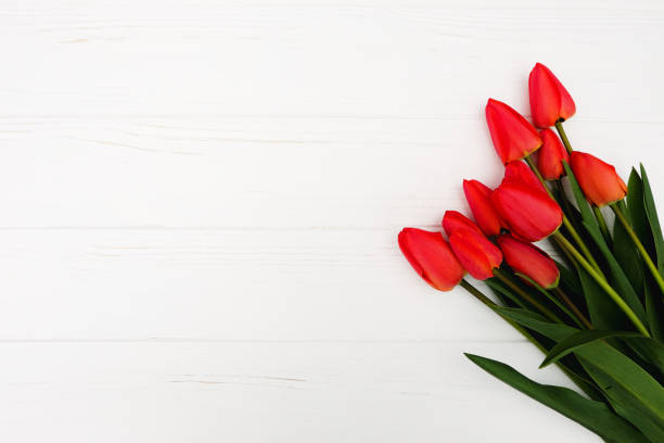 istock red tulips lying in a row on white background 900804290