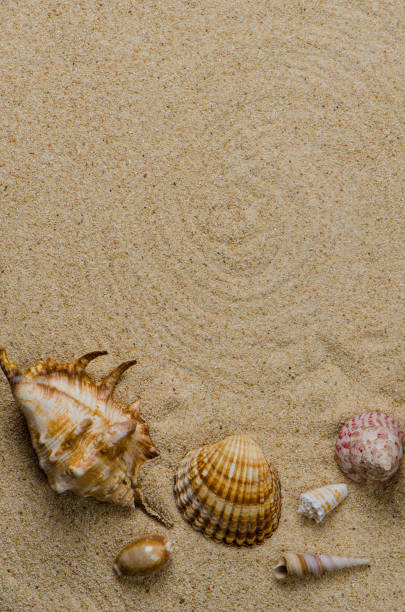 sea shells - shell sea souvenir island imagens e fotografias de stock