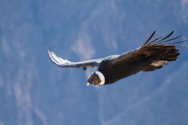 istock Andean Condor (Vultur gryphus) at Peru's Colca Canyon 900806894