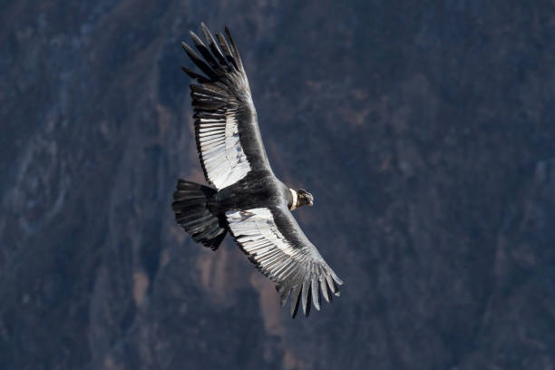 istock Andean Condor at Peru's Colca Canyon 900806948
