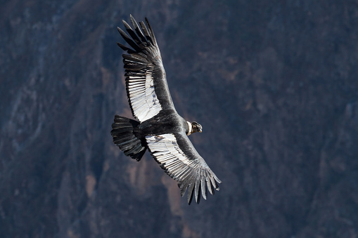 Adult male Andean Condor (Vultur gryphus) flies about Peru's Colca Canyon, view from above