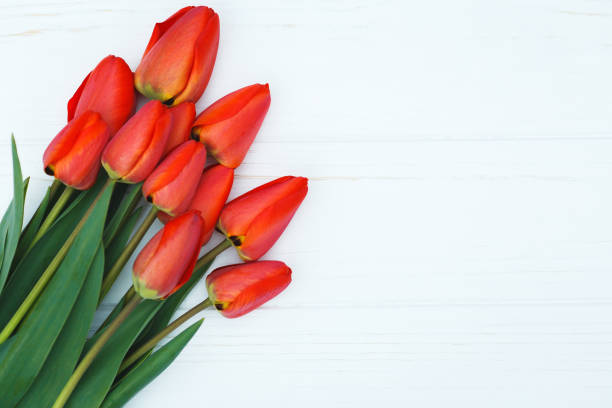 istock red tulips lying in a row on white background 900807018