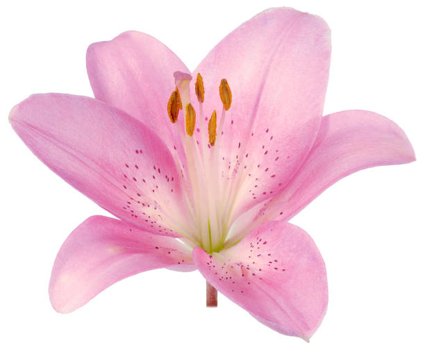 istock pink glossy Lily Bud isolated 900807100