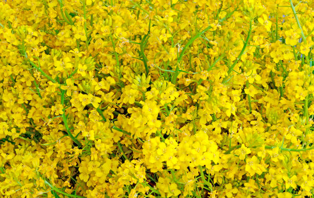 istock yellow flowers bouquet Barbara 900807182