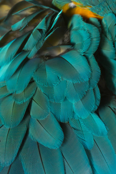 istock Feathers of macaw bird 900807856