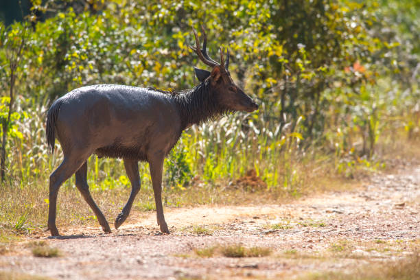 Sambar Deer Or Rusa Unicolor Stock Photo - Download Image Now - Agricultural Field, Animal, Animal Wildlife - iStock Sambar Deer Or Rusa Unicolor Stock Photo - Download Image Now - Agricultural Field, Animal, Animal Wildlife - iStock