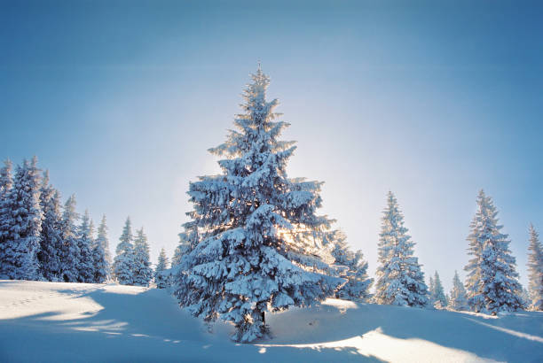 istock Winter landscape in the mountains 900808918