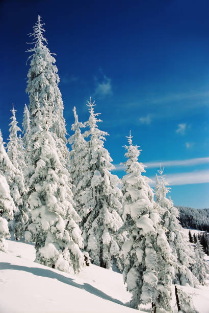 istock Winter landscape in the mountains 900809250