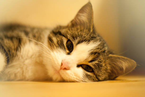 istock Little kitten rest on a table. Small cat sleeps sweetly as a small bed. Sleeping cat in home on a blur light background. Cats rest after eating. 900811706