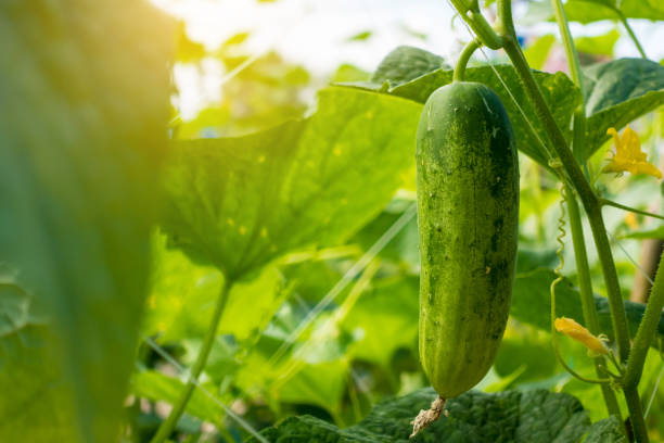 cetriolo in giardino - cucumber foto e immagini stock