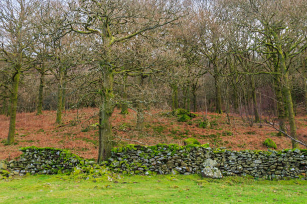istock A Lake District Woodland Landscape 900812188
