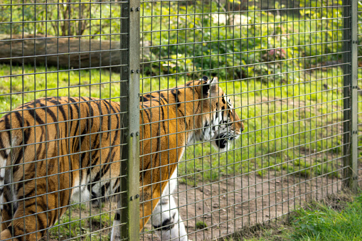 Tiger pacing backwards and forwards behind a fence.