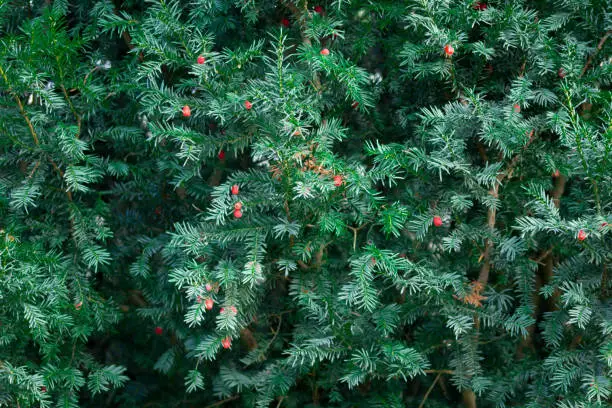 Yew tree hedge with red berries for use as a textured background.