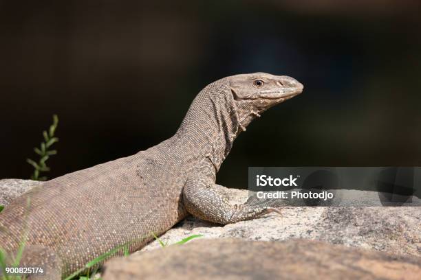 Monitor Lizard Stock Photo - Download Image Now - Animal, Animal Body Part,  Animal Skin - iStock