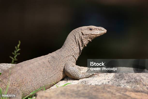 Monitor Lizard Stock Photo - Download Image Now - Animal, Animal Body Part, Animal Skin - iStock Monitor Lizard Stock Photo - Download Image Now - Animal, Animal Body Part, Animal Skin - iStock