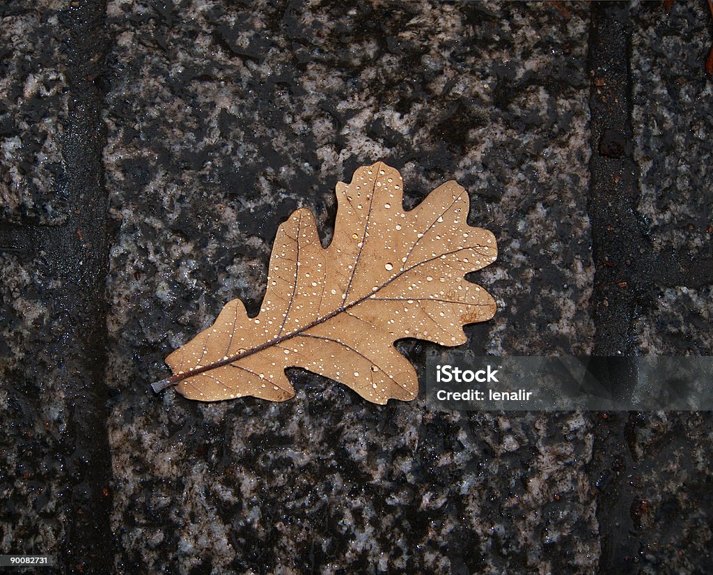 Hoja de roble en la lluvia - Foto de stock de Acera libre de derechos