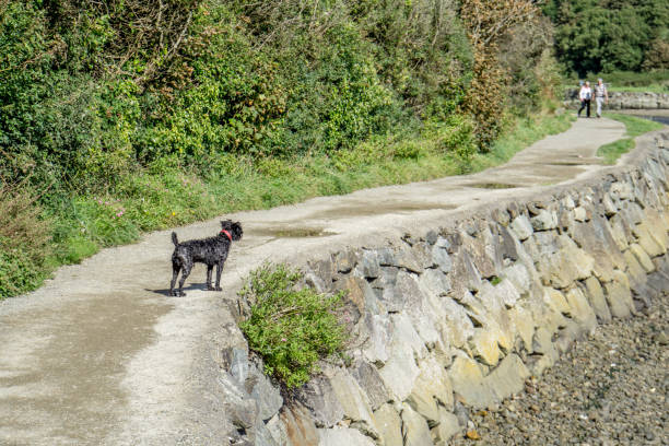 istock Patterndale Terrier on grassy bank 900827574
