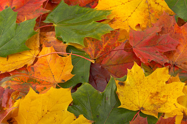 istock maple leaves background; autumn colors 90082792
