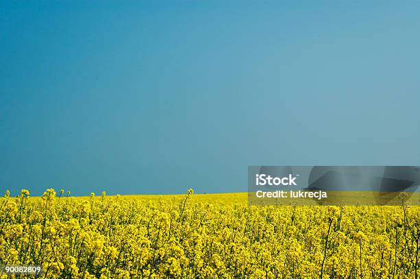 Colza Foto de stock y más banco de imágenes de Agricultura - Agricultura, Aire libre, Alimento