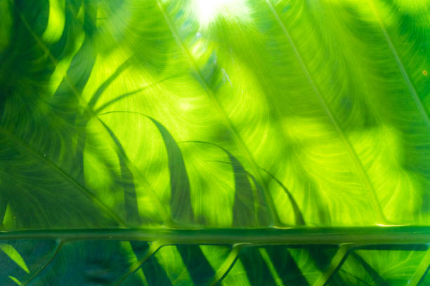 istock green tropical plant for background 900828704