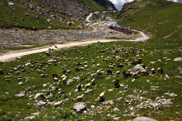 istock sheep grazing in beautiful mountain valley, Indian Himalayas, Rohtang Pass 900829218