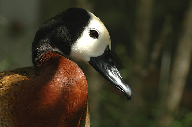 white face de canard - white faced whistling duck photos et images de collection