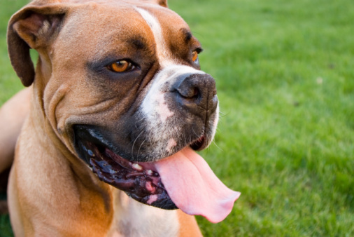 Handsome Boxer dog trotting across grass